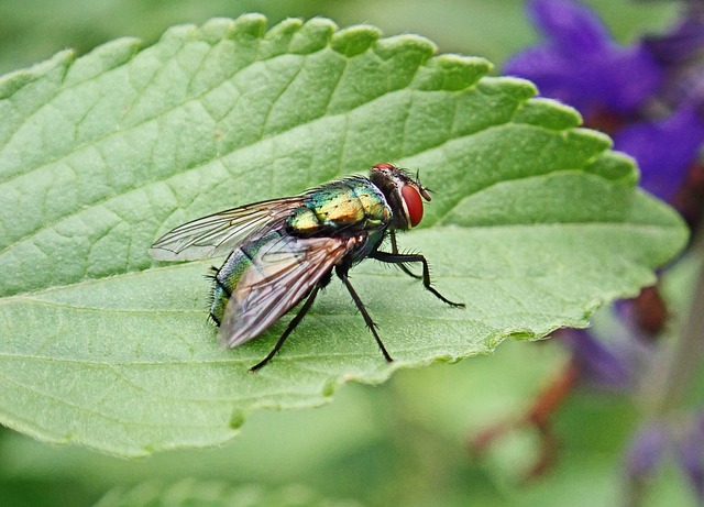 fly