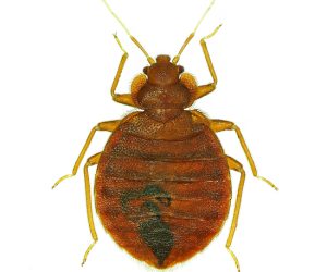 bedbug
