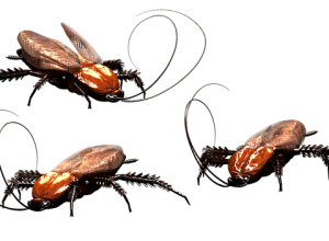 cockroach