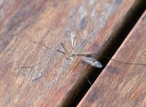 mosquito