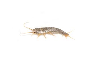 Primitive pest insect silverfish Lepisma saccharina