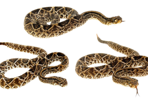 snake