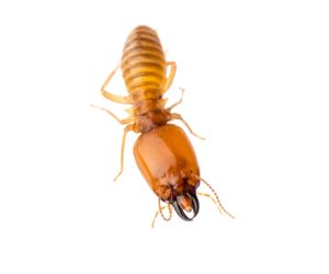 termite